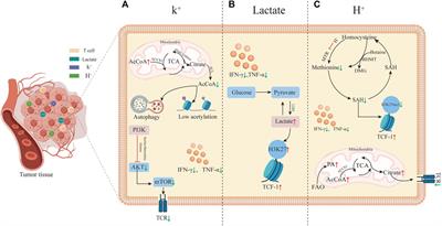 Metabolic reprogramming in the tumor microenvironment: unleashing T cell stemness for enhanced cancer immunotherapy